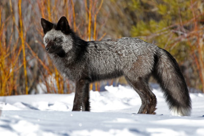 Red Fox 2018-03-03