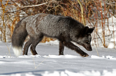 Red Fox 2018-03-03