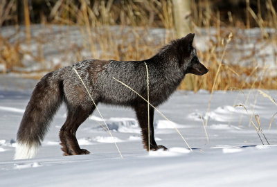 Red Fox 2018-03-03