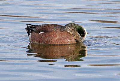 American Wigeon 2018-03-08