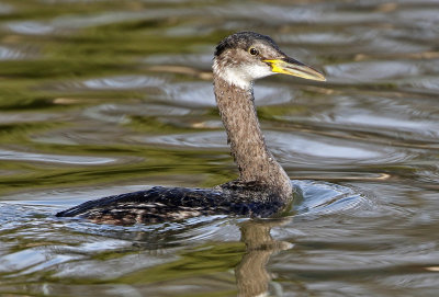 Red-necked Grebe 2018-03-08