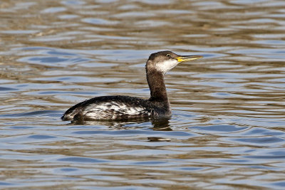 Red-necked Grebe 2018-03-08