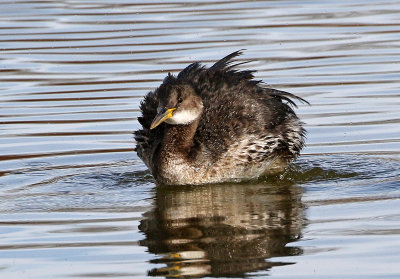 Red-necked Grebe 2018-03-08
