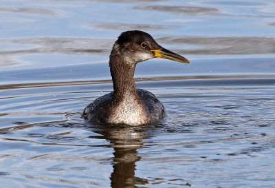 Red-necked Grebe 2018-03-08