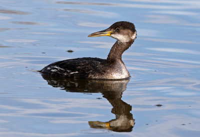 Red-necked Grebe 2018-03-08