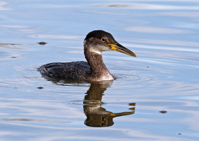 Red-necked Grebe 2018-03-08