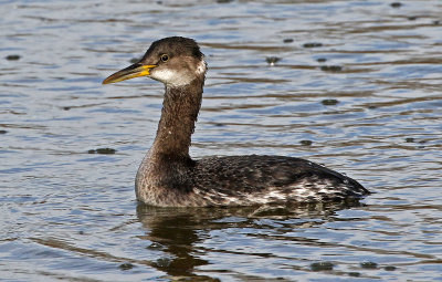 Red-necked Grebe 2018-03-08