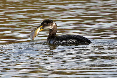 Red-necked Grebe 2018-03-08