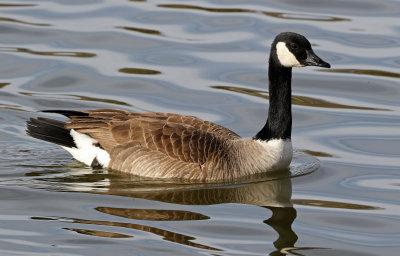 Canada Goose 2018-03-08