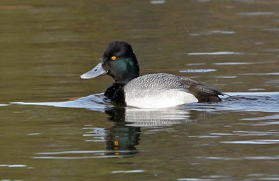 Lesser Scaup 2018-03-08