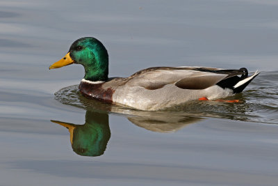Mallard 2018-03-08