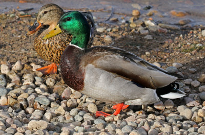 Mallard 2018-03-08