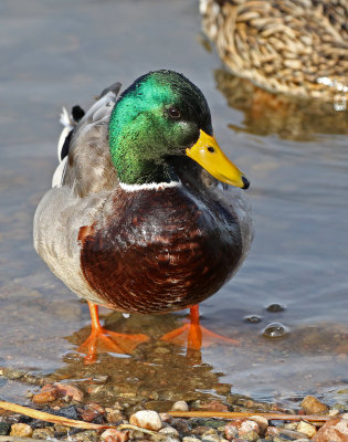 Mallard 2018-03-08
