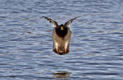Mallard 2018-03-08