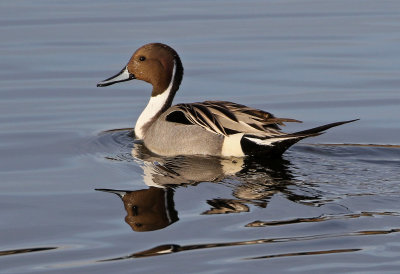 Northern Pintail 2018-03-08