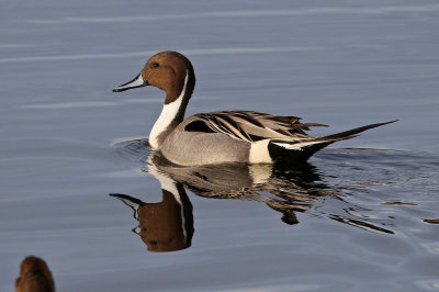 Northern Pintail 2018-03-08