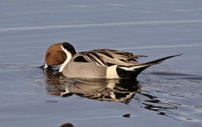 Northern Pintail 2018-03-08