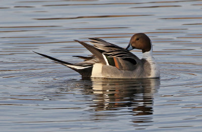 Northern Pintail 2018-03-08
