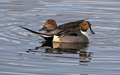 Northern Pintail 2018-03-08