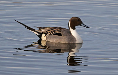 Northern Pintail 2018-03-08