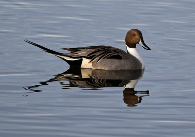 Northern Pintail 2018-03-08