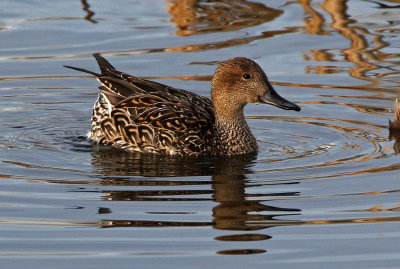Northern Pintail 2018-03-08