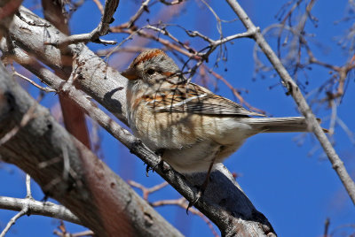 American Tree Sparrow 2018-03-07