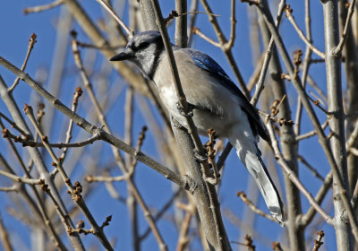 Blue Jay 2018-03-07