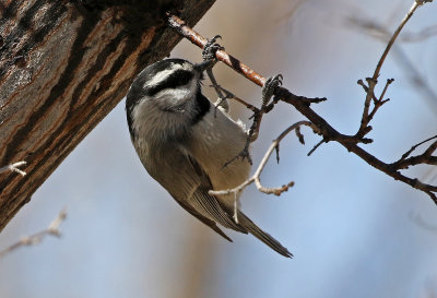 Mountain Chickadee 2018-03-07
