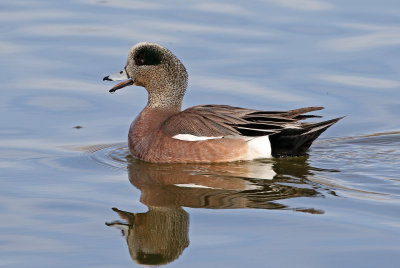 American Wigeon 2018-03-08