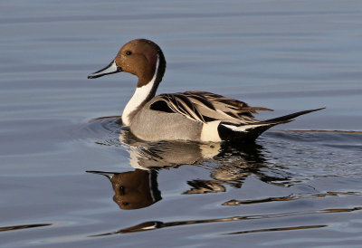 Northern Pintail 2018-03-08