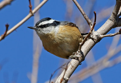 Red-breasted Nuthatch 2018-03-07