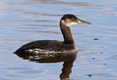 Red-necked Grebe 2018-03-08