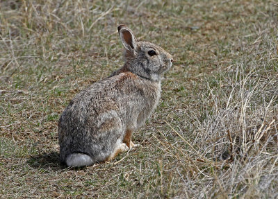 Eastern Cottontail 2018-03-30