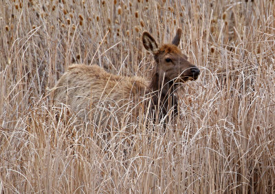 Elk 2018-03-31