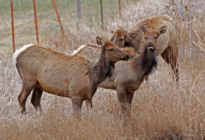 Elk 2018-03-31