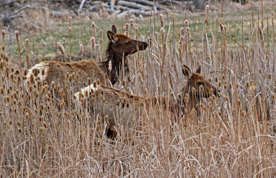 Elk 2018-03-31
