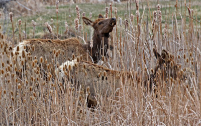 Elk 2018-03-31