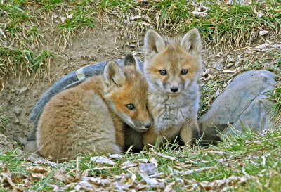 Red Fox 2018-04-01