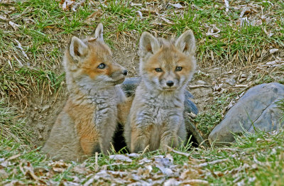 Red Fox 2018-04-01