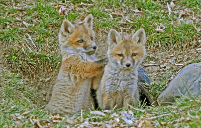 Red Fox 2018-04-01