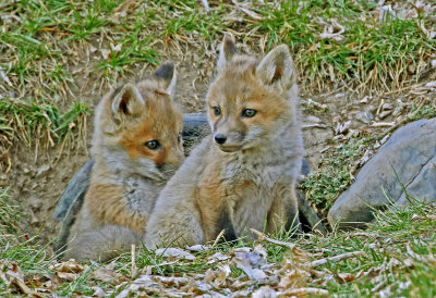 Red Fox 2018-04-01