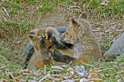 Red Fox 2018-04-01