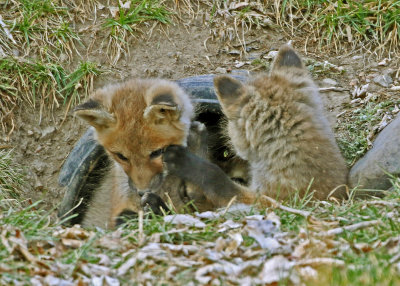 Red Fox 2018-04-01