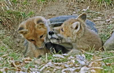 Red Fox 2018-04-01