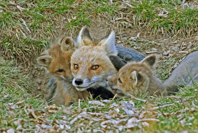 Red Fox 2018-04-01