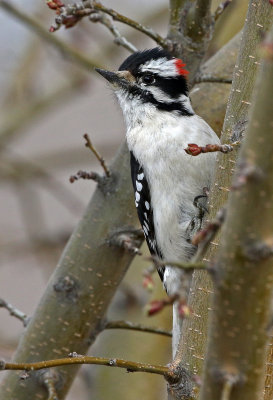 Downy Woodpecker 2018-03-22