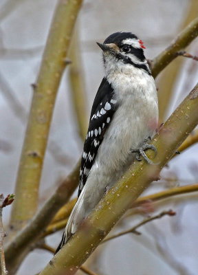 Downy Woodpecker 2018-03-22