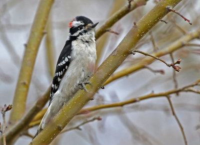 Downy Woodpecker 2018-03-22