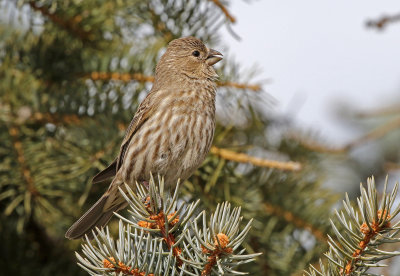 House Finch 2018-03-21